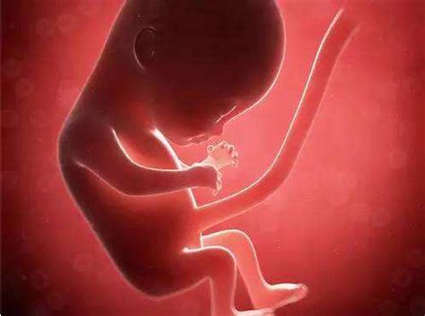6个月b超图看胎儿识别方法