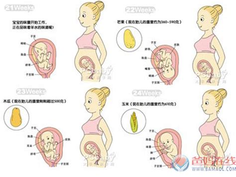 孕35周胎儿发育标准所有数据