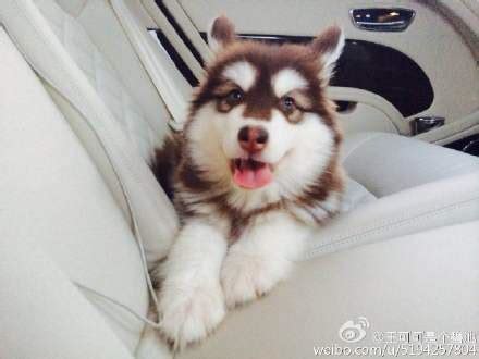 我的爱犬可可-宠物作文800字【推荐7则】