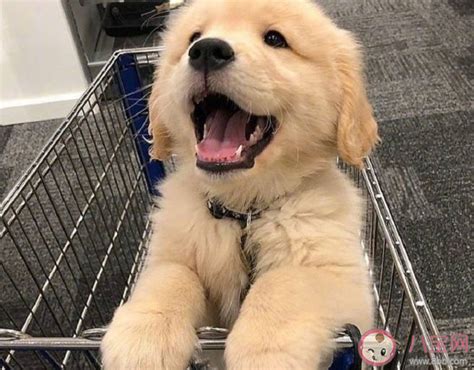 狗狗不喝水怎么办