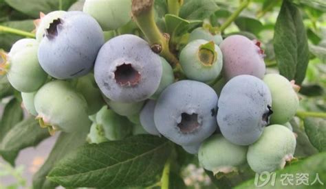 蓝莓什么季节成熟 蓝莓什么时候吃最好