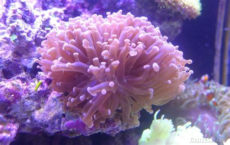 珊瑚是什么颜色的呢!