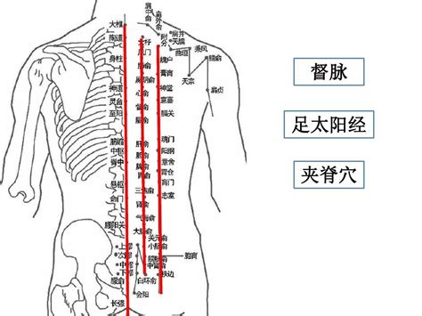 冲任两脉的位置