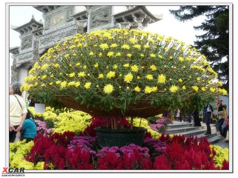 观看菊花展-植物作文500字(精选6篇)