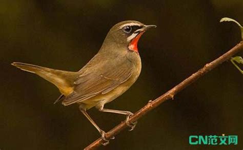 小鸟作文（共计6则）