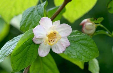 蜡梅是什么季节开