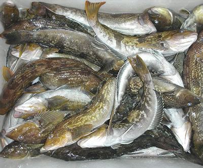 海鲶鱼营养价值高吗