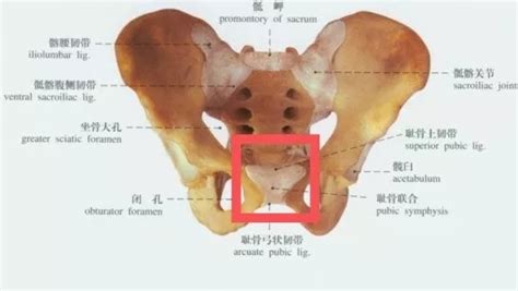 女性一蹲下耻骨联合上方痛