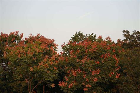 栾树的性质是什么样的,它对空气有什么作用,为啥绿i化都喜欢栽这树呢?