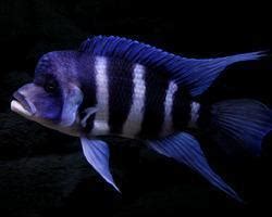 短鼻六间鱼