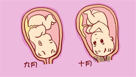 胎儿发育图1-12个月