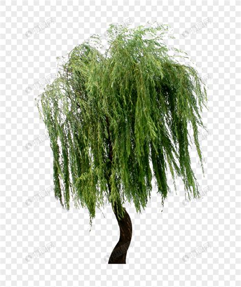 断臂的柳树-植物作文400字【共计8则】