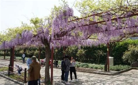 紫藤花几月开花