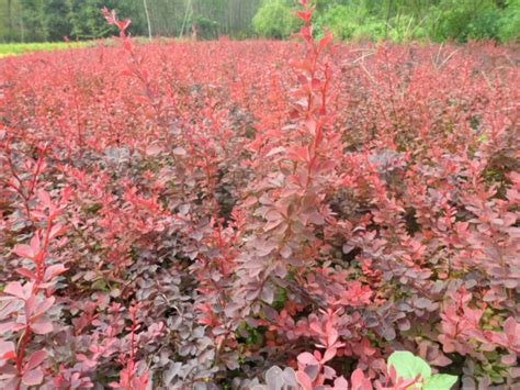 怎么样才能更好地种植紫叶小檗树?