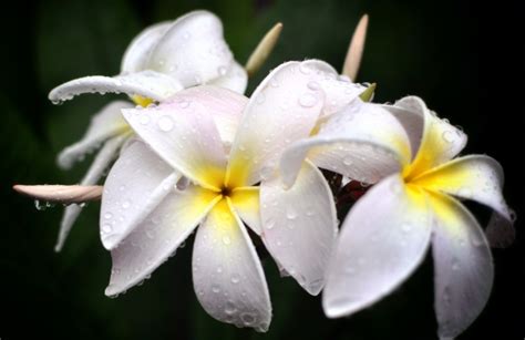 怎么样用鸡蛋给花施肥