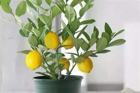 盆栽柠檬的养殖方法扦插的方法是怎么样的