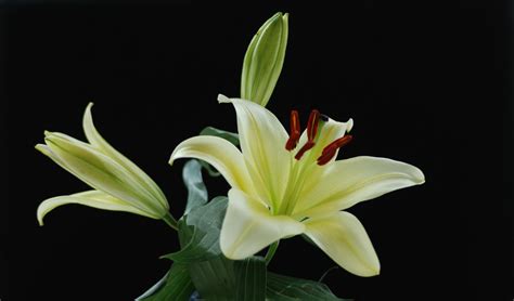 美丽的百合花_关于花作文250字（共5则）