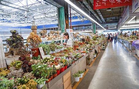 昆明斗南花卉市场