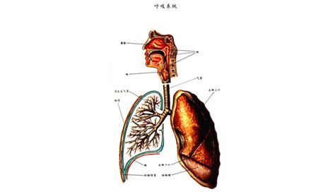 氣管炎是什么?