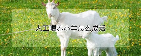 初生小羊人工怎样喂养