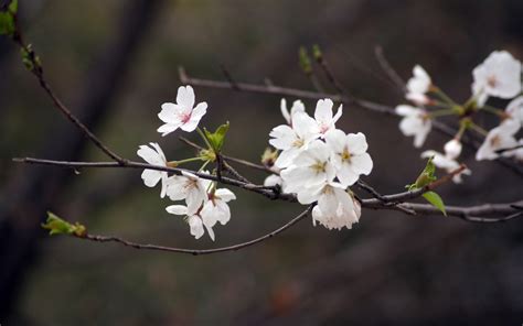 什么时候有樱花草？哪里有？请附图片！