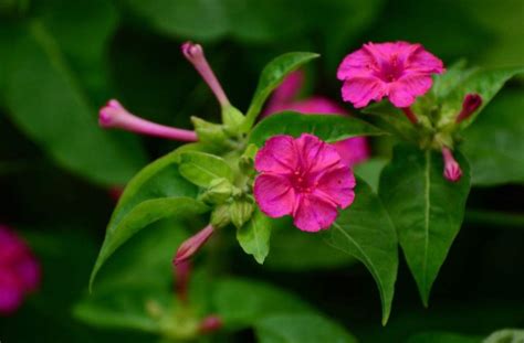 茉莉花-描写花朵的作文450字(共计9篇)