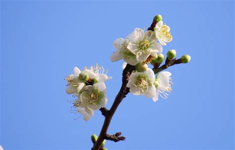 白梅花的花语是什么