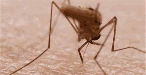 蚊子是在水里产卵吗
