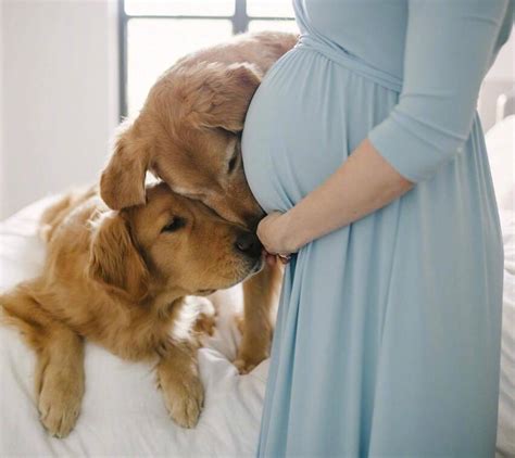 为什么狗喜欢攻击孕妇