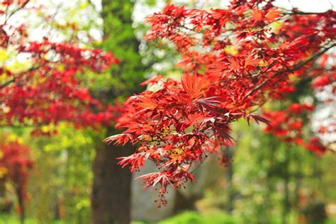 美国红枫树的种植技术及常见品种介绍