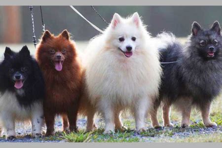 什么是德国丝毛犬,宠物德国丝毛犬的习性特征与喂养等介绍