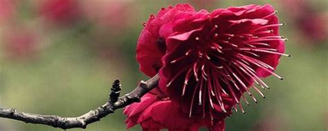 最红的梅花品种是铁骨红还是红须朱砂?