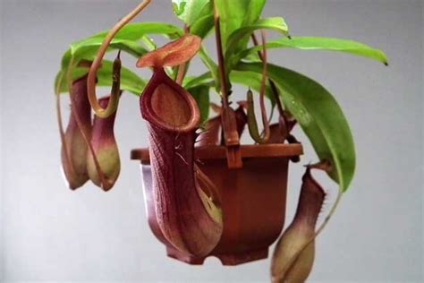 猪笼草_神奇的植物作文500字【合计5则】