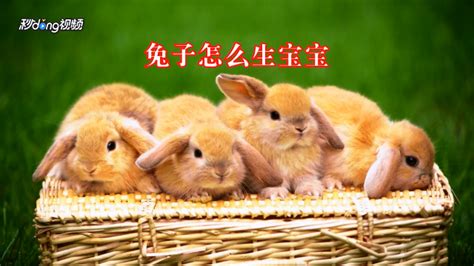 兔子的交配周期是几天?