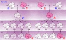 设椎实螺螺壳向右旋由显性D控制,螺壳向左旋由隐性d控制.若以两种螺杂交雌dd 雄DD,则F1和F2表现型: