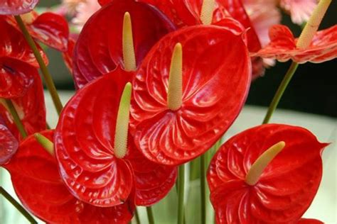 红掌花有哪些品种?