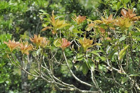红楠树的生长习性