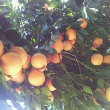葡萄柚种子可以长成葡萄柚树吗