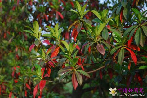 杜英适应北方种植吗