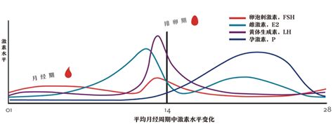 绝经后雌激素40正常吗