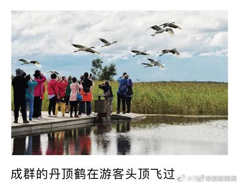 “壮丽70年 振兴看鹤城”：扎龙湿地人与自然和谐共生的典范