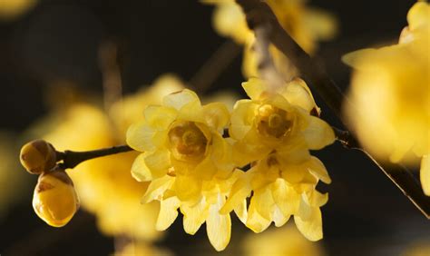 腊梅的萼片、花瓣、雌蕊、雄蕊的数量,还有颜色!