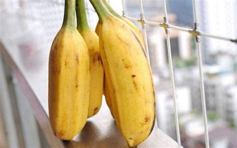 怀孕初期为什么不能吃香蕉