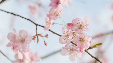 日本的樱花什么时候开呢?