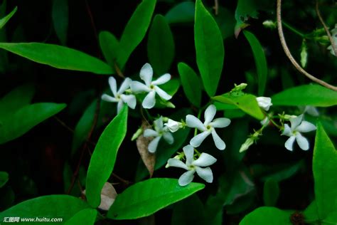 茉莉花象征什么?