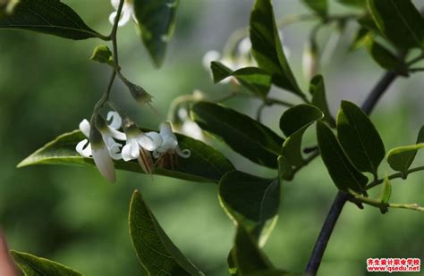 白花龙简介?