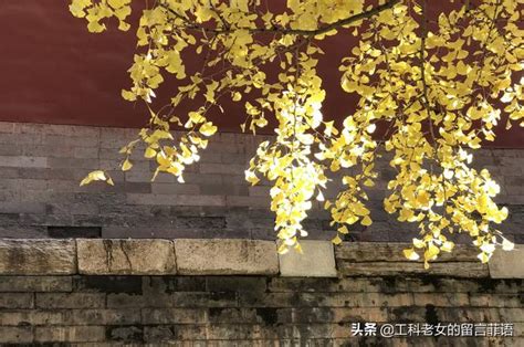 当银杏黄叶遇上故宫红墙，这样的故宫更爱了！