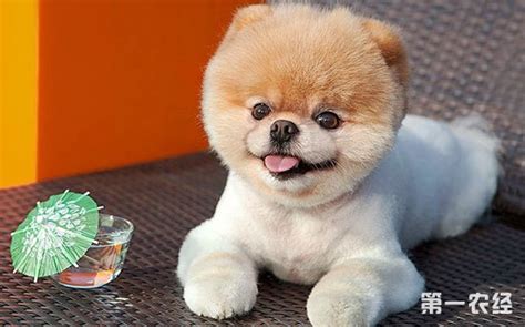 日本超级萌狗俊介是什么品种的狗狗???