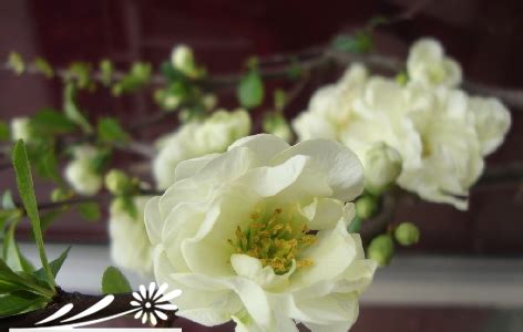 红海棠花为什么养一段时间变成白色的了