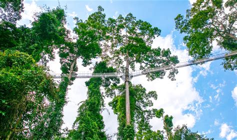 西双版纳旅游的望天树